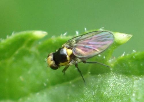 Réf. 198 038 : Liriomyza sp.